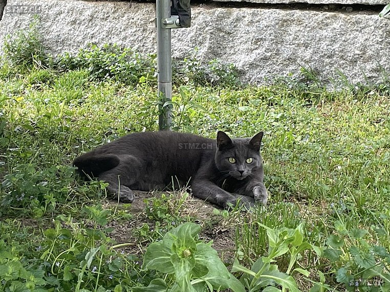 Lucy — Hauskatze ♀, Vermisst seit 17.03.2026, Mettmenstetten (ZH)