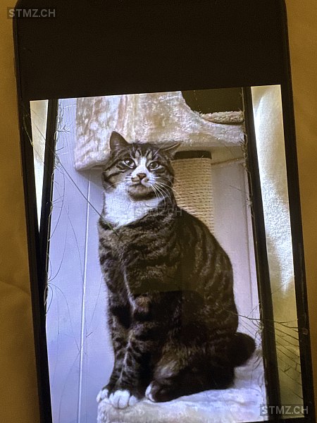 Amor — Hauskatze ♂, Vermisst seit 14.03.2026, Hergiswil NW (NW)
