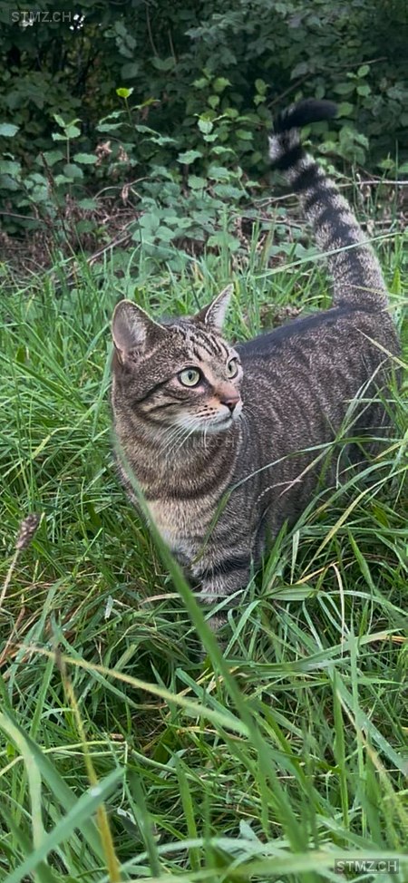 Mayla — Hauskatze ♀, Vermisst seit 17.03.2026, Rheineck (SG)