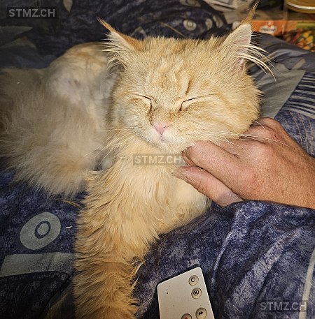 Lev — Maine Coon ♂, Vermisst seit 16.03.2026, Obernau (LU)