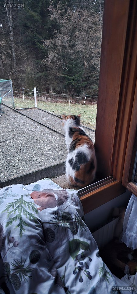 Mimi — Hauskatze ♀, Vermisst seit 09.03.2026, Konolfingen (BE)