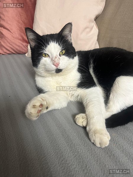 Milo — Hauskatze ♂, Vermisst seit 24.02.2026, Uster (ZH)