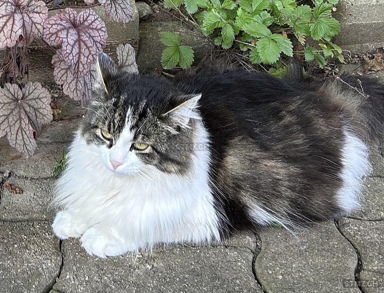 Peachy — Hauskatze ♀, Vermisst seit 18.03.2026, Wollerau (SZ)