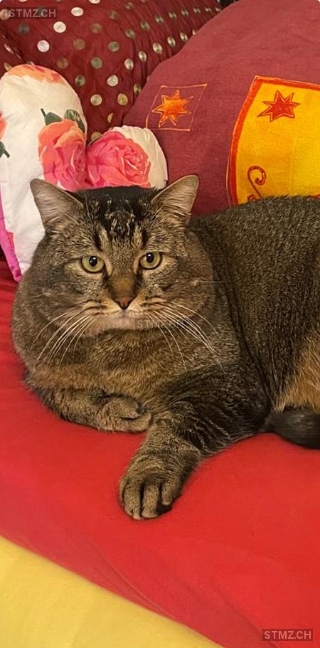 Saffiro — Hauskatze ♂, Vermisst seit 01.03.2026, Adliswil (ZH)