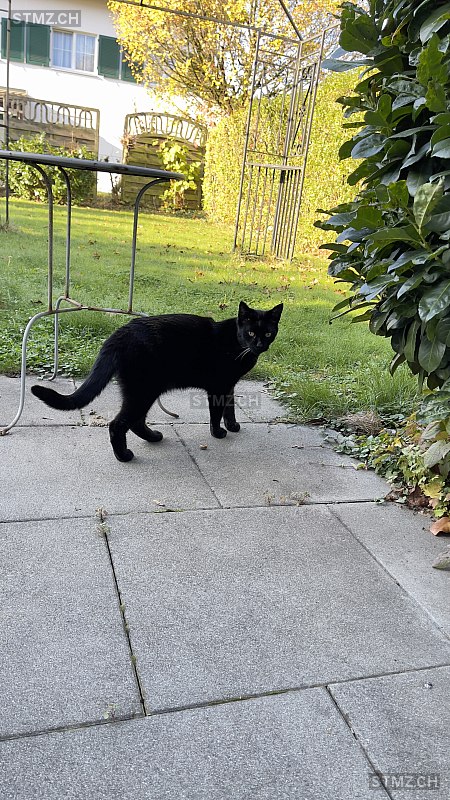 Lucky — Hauskatze ♂, Vermisst seit 18.03.2026, Kaiseraugst (AG)