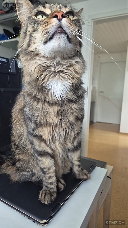 Janosch — Hauskatze ♂, Vermisst seit 17.03.2026, Goldach (SG)