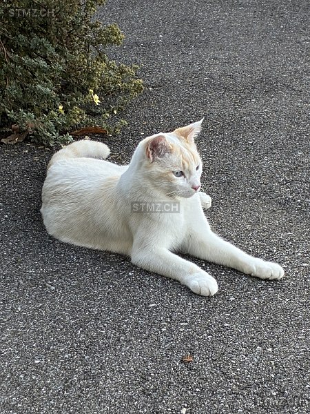 Frank — Hauskatze ♂, Vermisst seit 16.03.2026, Gümligen (BE)