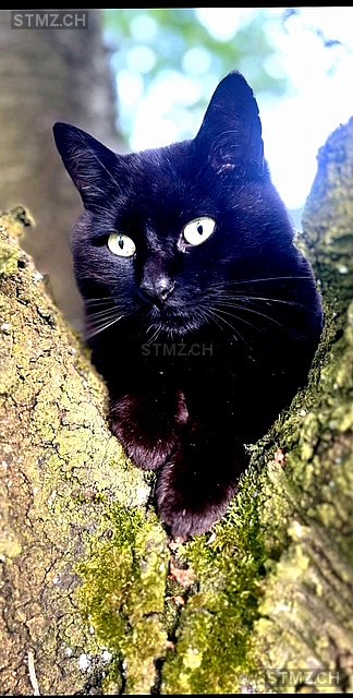 Sam — Hauskatze ♂, Vermisst seit 28.02.2026, Egnach (TG)