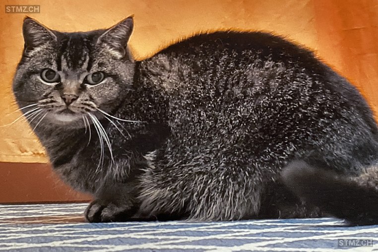 Tigerli — Hauskatze ♀, Vermisst seit 03.03.2026, Rüti ZH (ZH)