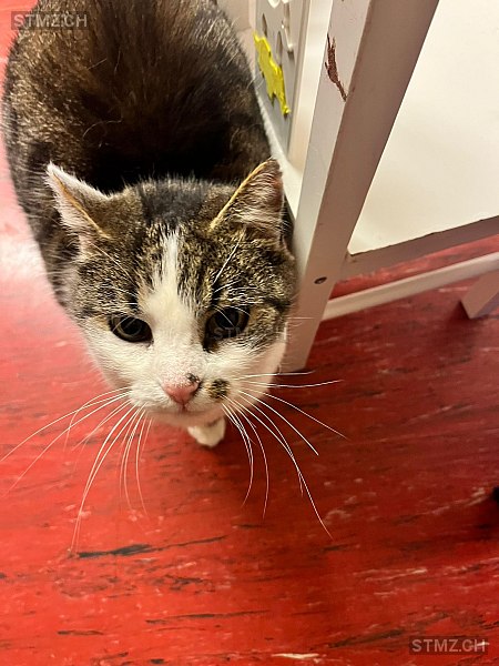 Stümpel — Hauskatze ♂, Vermisst seit 05.03.2026, Rehetobel (AR)