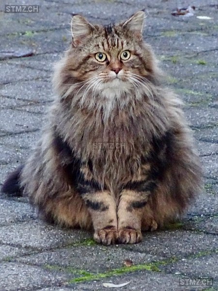 Frodo — Norwegische Waldkatze ♂, Vermisst seit 14.03.2026, Meilen (ZH)