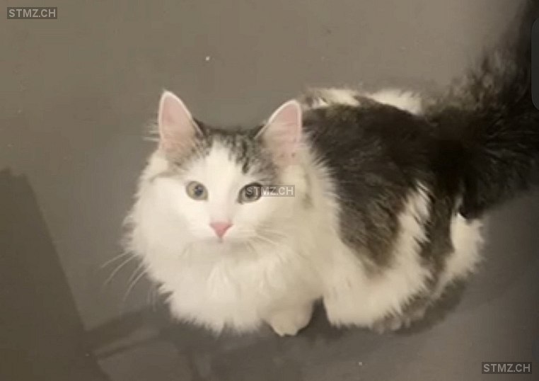 Mino — Hauskatze ♀, Vermisst seit 17.03.2026, Volketswil (ZH)