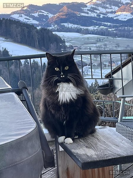 Nera — Hauskatze ♀, Vermisst seit 18.03.2026, Oberhelfenschwil (SG)