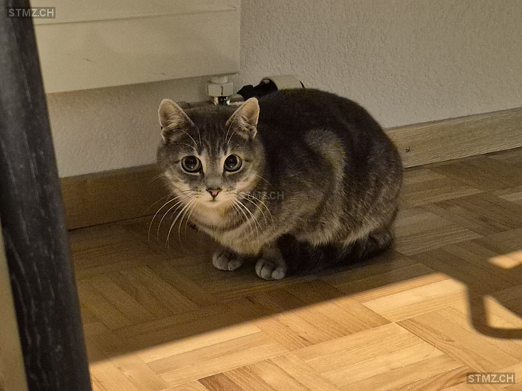 Tonja — Hauskatze ♀, Vermisst seit 18.03.2026, Waldstatt (AR)