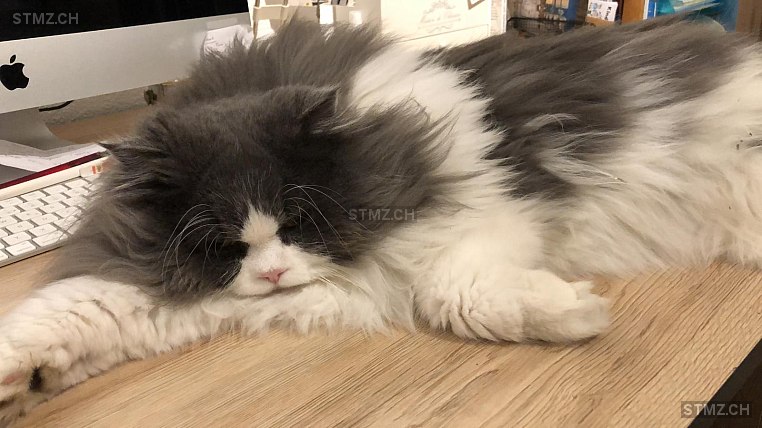 Jimy — Perser ♂, Vermisst seit 17.03.2026, Utzenstorf (BE)