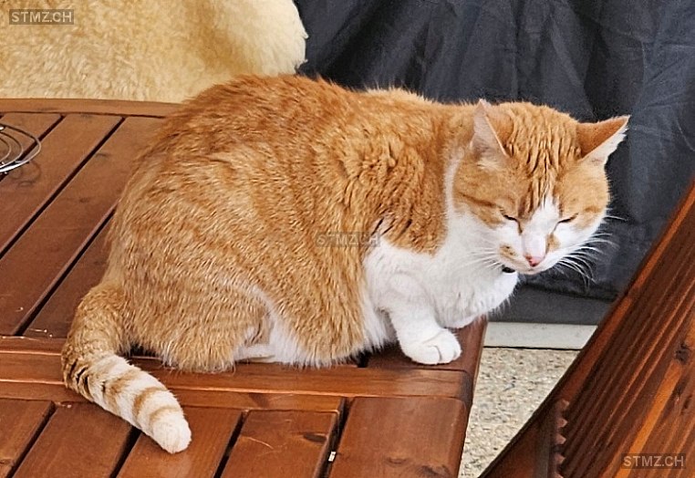 Pacha — Hauskatze ♂, Vermisst seit 19.03.2026, Echandens (VD)