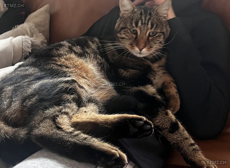 Oscar — Hauskatze ♂, Vermisst seit 15.03.2026, Ménières (FR)