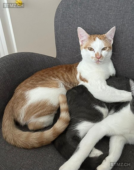 Chnurri — Katze ♂, Vermisst seit 19.03.2026, Buchs ZH (ZH)