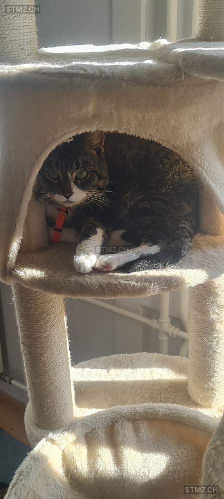 Beby — Hauskatze ♂, Vermisst seit 07.03.2026, Flawil (SG)