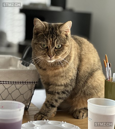 Lilly — Hauskatze ♀, Vermisst seit 20.03.2026, Kleingurmels (FR)