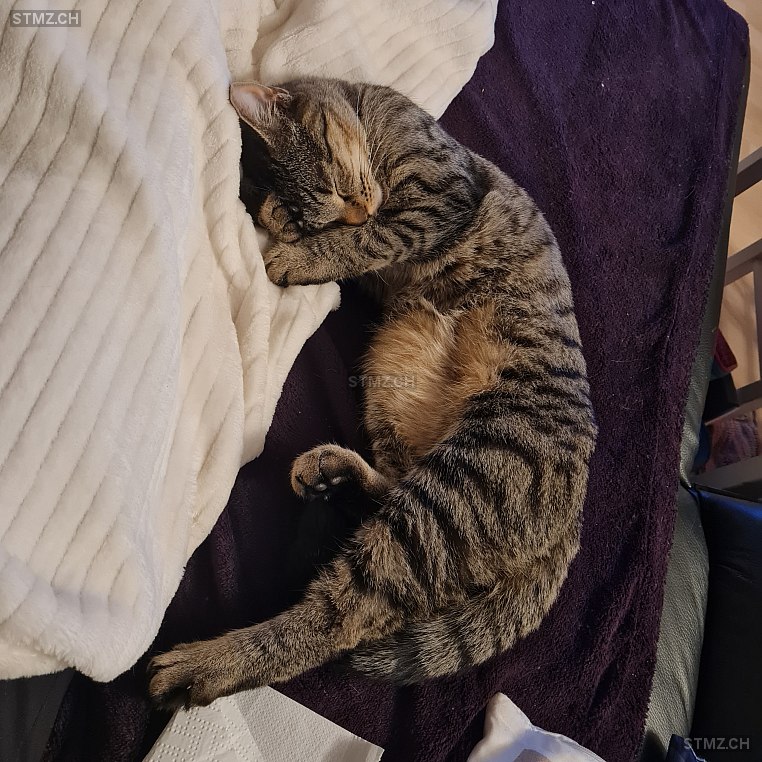 Lilly — Hauskatze ♀, Vermisst seit 09.03.2026, Lyss (BE)