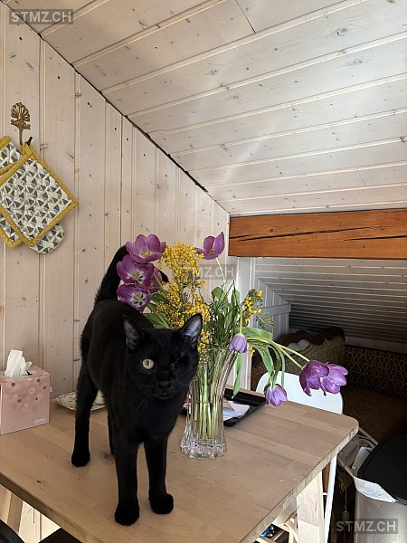 Cachou — Hauskatze ♂, Vermisst seit 17.03.2026, Lausanne (VD)