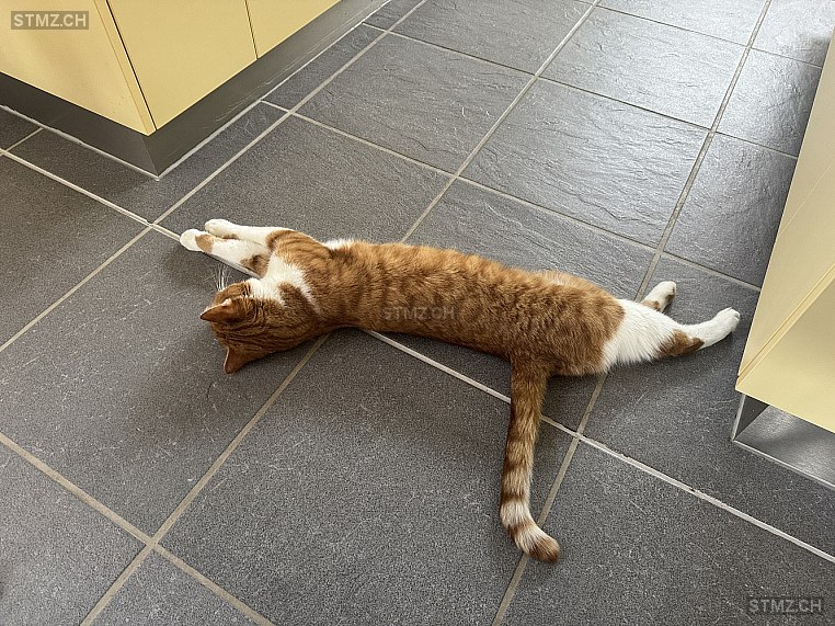 Toffee — Hauskatze ♂, Vermisst seit 02.03.2026, Schlatt bei Winterthur (ZH)