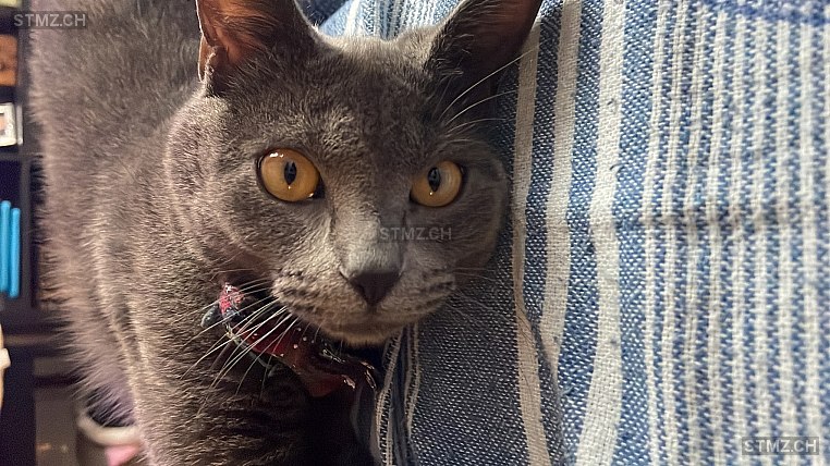 Polpetta — Hauskatze ♂, Vermisst seit 21.03.2026, Basel (BS)