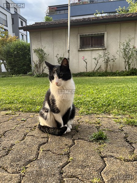 Casandra “Miemie” — Hauskatze ♀, Vermisst seit 19.03.2026, Zürich (ZH)