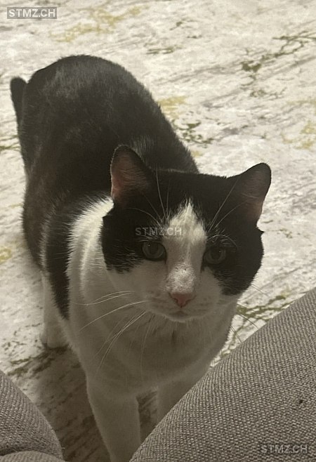 Sheker — Hauskatze ♂, Vermisst seit 21.03.2026, Nyon (VD)
