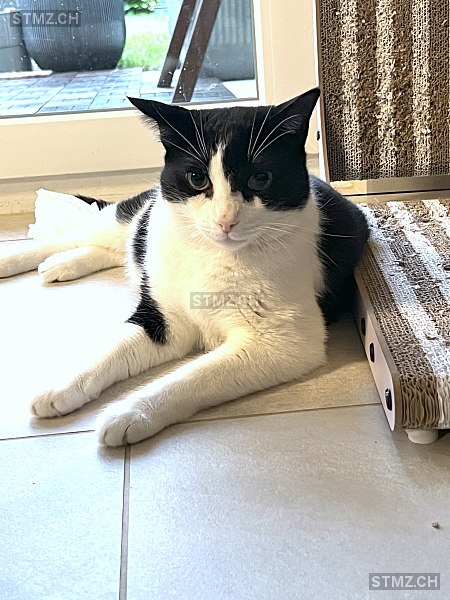 Bobby — Hauskatze ♂, Vermisst seit 21.03.2026, Wilen bei Wollerau (SZ)
