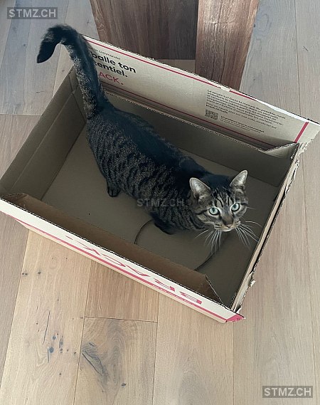 Joy — Hauskatze ♀, Vermisst seit 21.03.2026, Winterthur (ZH)