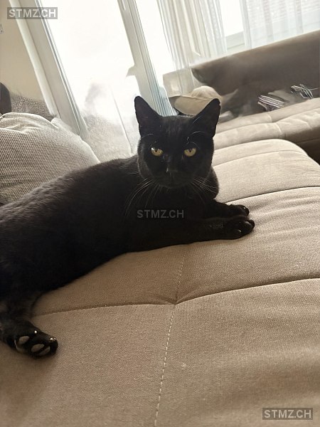 Koller — Hauskatze ♂, Vermisst seit 19.03.2026, Rudolfstetten (AG)