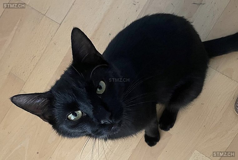 Filou — Hauskatze ♂, Vermisst seit 20.03.2026, Arth (SZ)