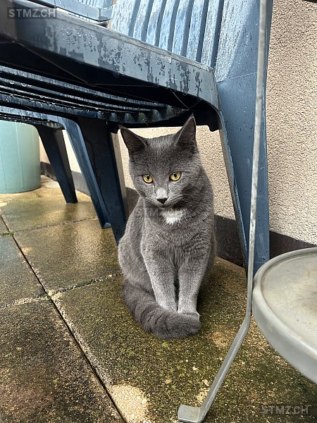 Gian — Hauskatze ♂, Vermisst seit 19.03.2026, Schüpfen (BE)