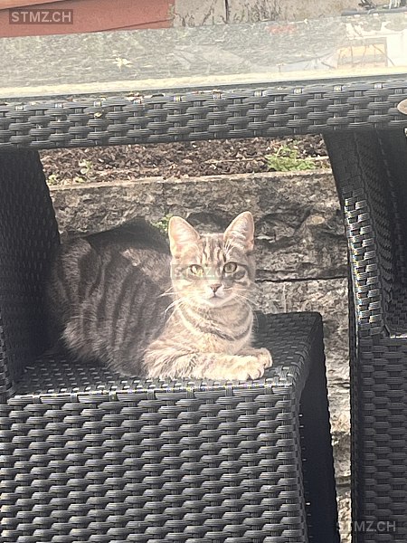 Stitch — Hauskatze ♂, Vermisst seit 20.03.2026, Dielsdorf (ZH)