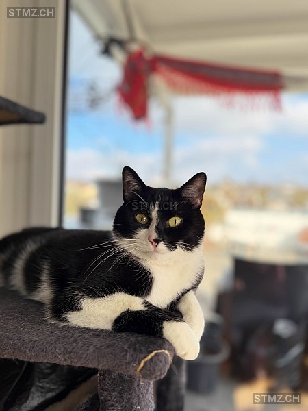 Harri — Hauskatze ♂, Vermisst seit 18.03.2026, Niederlenz (AG)