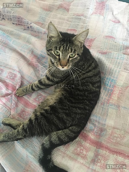 Lux — Hauskatze ♂, Vermisst seit 20.03.2026, Zürich (ZH)