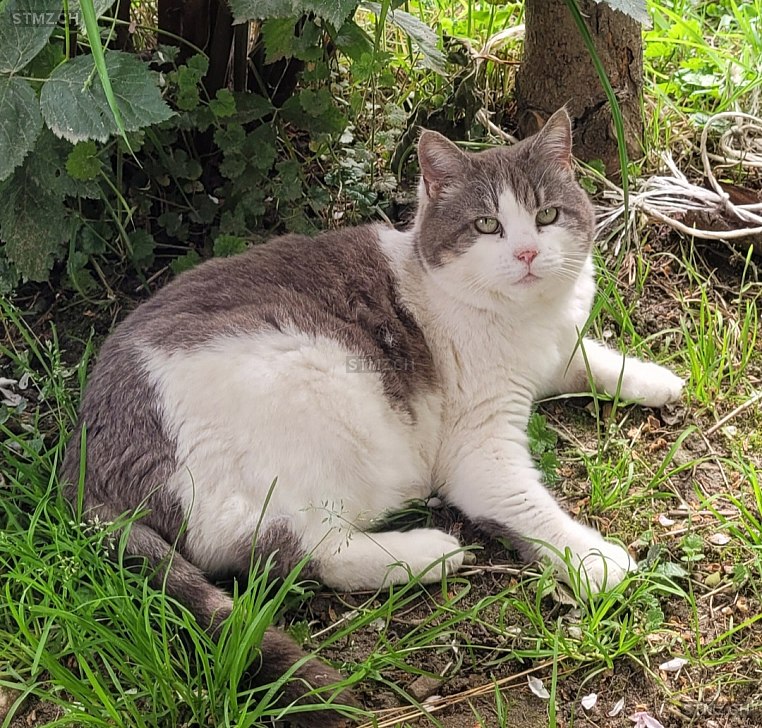 Mutti — Hauskatze ♀, Vermisst seit 20.03.2026, Liebistorf (FR)