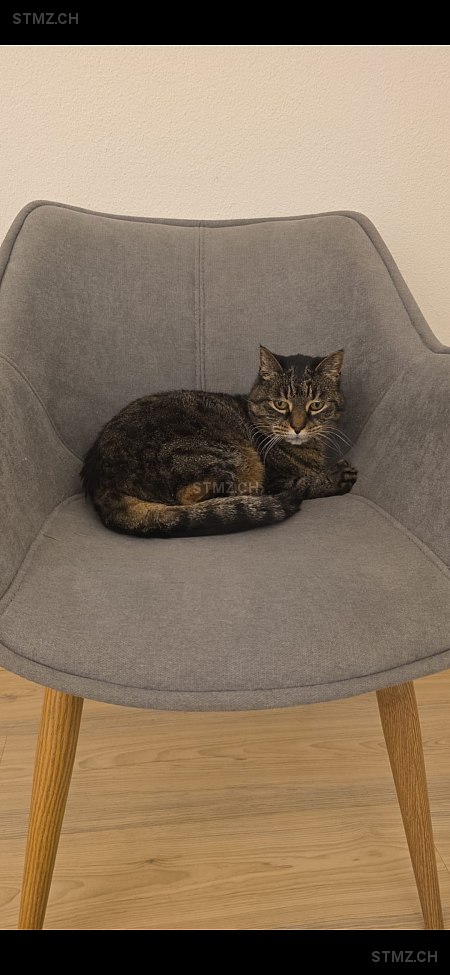 Tiffany — Hauskatze ♀, Vermisst seit 19.03.2026, Claro (TI)