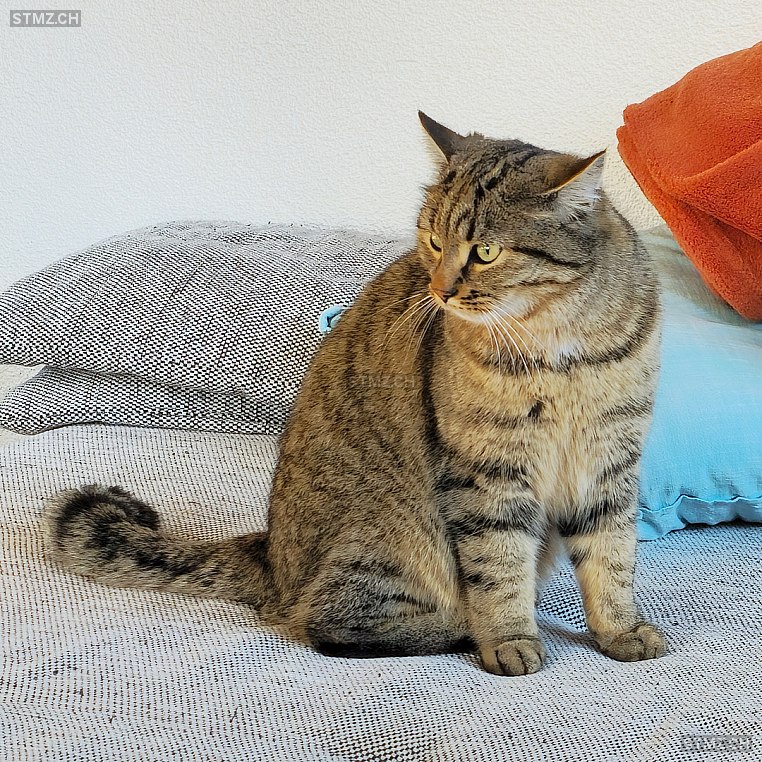 Miro — Hauskatze ♂, Vermisst seit 19.03.2026, Grosshöchstetten (BE)