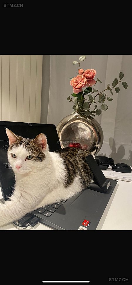 prinz — Hauskatze ♂, Vermisst seit 20.03.2026, Mels (SG)