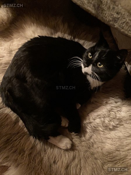 Carline — Hauskatze ♀, Vermisst seit 17.03.2026, Sternenberg (ZH)