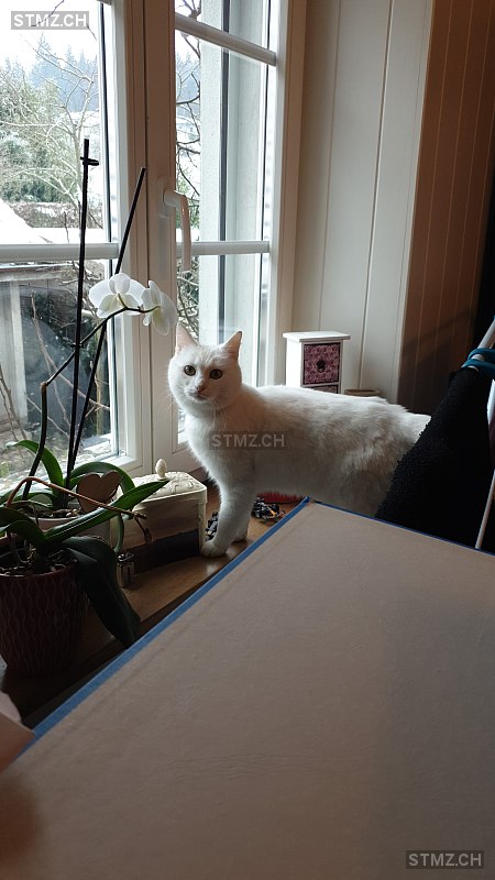 Sky — Hauskatze ♀, Vermisst seit 16.03.2026, Veltheim AG (AG)