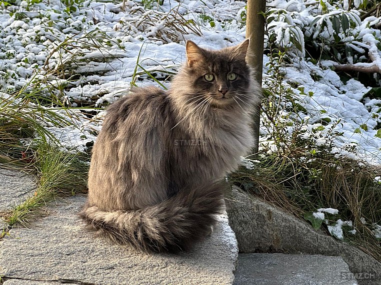 Busi — Norwegische Waldkatze ♂, Vermisst seit 15.01.2026, Meilen (ZH)