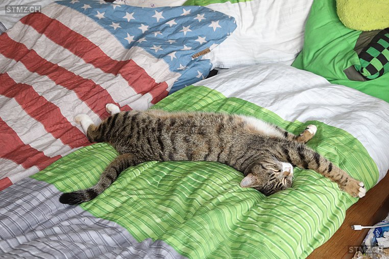 Idefix — Hauskatze ♂, Vermisst seit 22.03.2026, Horriwil (SO)