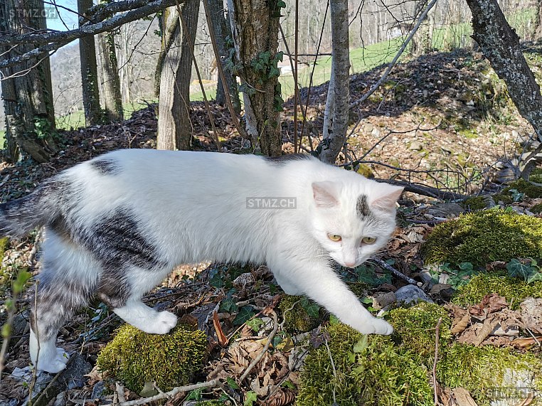 Lilly — Hauskatze ♀, Vermisst seit 01.12.2025, Ringgenberg BE (BE)