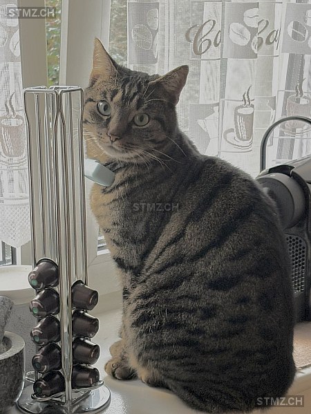 Marik — Hauskatze ♂, Vermisst seit 09.03.2026, Neuhausen am Rheinfall (SH)