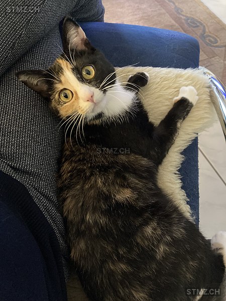 Zora — Hauskatze ♀, Vermisst seit 21.03.2026, Schinznach Dorf (AG)