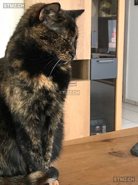 Bacon — Hauskatze ♀, Vermisst seit 15.03.2026, Herlisberg (LU)